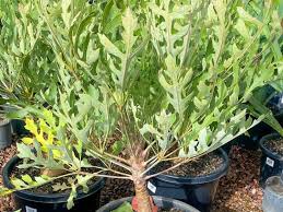 Image result for Cussonia corbisieri