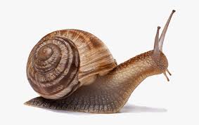 Elevating ordinary furniture through extraordinary design. Snail Png Image Caracol Anatomia Transparent Png Kindpng