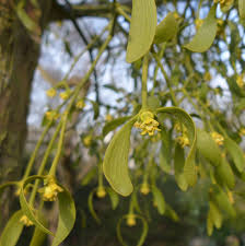 Image result for Santalaceae