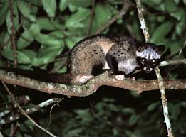 Accurate content you can trust, spreading knowledge on the animal kingdom, and giving back. Common Palm Civet Encyclopedia Of Life