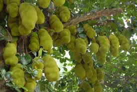 Kochi Cochin Jackfruit Jackfruit Tree Fruit In Season