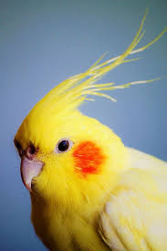 Small Bird With Red Cheeks Red Cheeked Cockatiel Cockatiel Birds Beautiful Birds