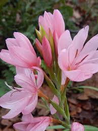 Image result for Hesperantha petitiana