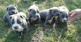 We are thrilled you stopped by. American Pit Bull Terrier Puppies For Sale Ohio Drive Southwest Dc 265586