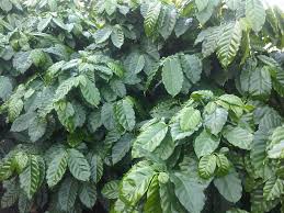 Image result for Coffea sp. A