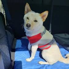 Black And Tan Shiba Inu Female Is This Your Dog Saint Paul Shiba Inu Female Date Found 09 28 2019 Breed Of Dog Shiba Inu Gender Female Closest Intersection With Images Dog Ages Losing A Dog Dogs