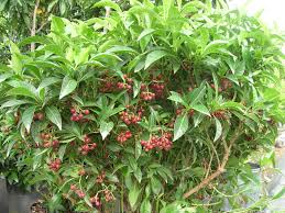Image result for Landolphia ligustrifolia
