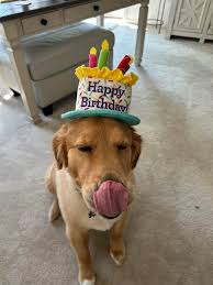 Anyone else's pup like to join in the game lol❤️