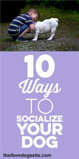10 Ways To Socialize Your Dog Socializing Dogs Dog Training Dogs
