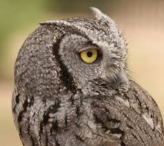 More images for 360 degree owl turning head gif » Living On Earth Birdnote Screech Owl