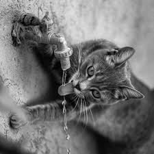 Pin By Anne Wallendorf On Cats Beautiful Kittens Beautiful Cats Animals