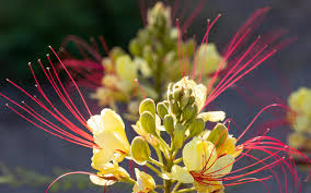 Image result for Erythrostemon gilliesii