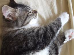 Kedi Ishal Belirtileri Ve Tedavisi Kediler Gen Tr
