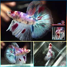 Live Betta Fish Male 6 Colors Koi Halfmoon Hm 891 Betta Fish Betta Freshwater Aquarium Fish