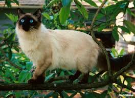 13 hypoallergenic cat breeds that won't give you the sniffles. Balinese Cat Wikipedia