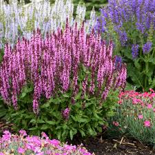 Image result for Salvia