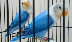Check spelling or type a new query. Berikut Harga Lovebird Update Dan Terbaru 2021 Aplikasi Pertanian Media Agribisnis Gdm Agri