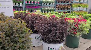 Coppertina® physocarpus opulifolius 'mindia' uspp 16,371, can 2,892. Proven Winners Ninebark Summer Wine Ginger Wine Tiny Wine Summer Wine Black Native Color Youtube