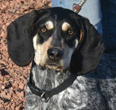 Black And Tan Coonhound Rescue Texas Audrey Is An Adoptable Dog Bluetick Coonhound Searching For A Forever Family Near Chauncey Oh Use Petfinder To Bluetick Coonhound Dog Adoption Shelter Dogs