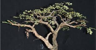 Image result for Acacia burkei