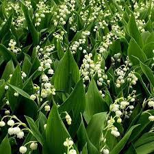 15 Common Poisonous Plants Affecting Dogs And Cats Plants Shade Perennials Scent Garden
