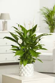 Pin On Plantes
