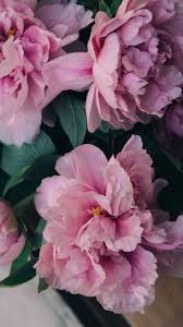 Pink Peonies Flowers Bouquet 4k Hd Flowers Wallpapers Hd Wallpapers Id 63721