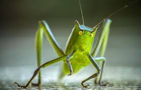 Mentira, no me detuvieron ebrio el sábado, afirma el alcalde de tecoh. Grillo Caracteristicas Alimentacion Habitat Reproduccion Canto Insecto