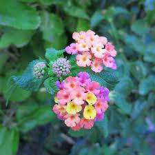 Confetti Spreading Lantana Lantana Perennial Bulbs Clay Flowers