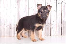 Lovingly home/family raised and socialized. German Shepherd Breeders In Ohio