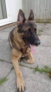 Everything about the german shepherd dog breed. German Shepherd Rescue Gsdr No 1 Uk Dog Rescue Charity