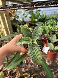Image result for Sansevieria nilotica