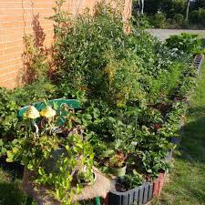 Garten Mitte Juli Zwiebeln Mohren Rotebeete Juli Sellerie Porree Salat Blattsalat Tomaten Erdbeeren Wunder Gartenarbeit Garten Brokkoli Salate