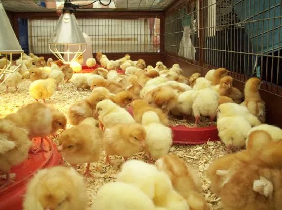 Brooding Day-Old Chicks: Getting the First Month Right