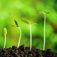 Simon Hennemann Garten Und Landschaftsbau Schollkrippen