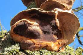 Image result for Phellinus pomaceus