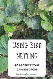 How to protect your vegetable garden from birds. Using Bird Netting To Protect Your Crops From Birds Our Stoney Acres Gardening For Beginners Bird Netting Fall Garden Vegetables