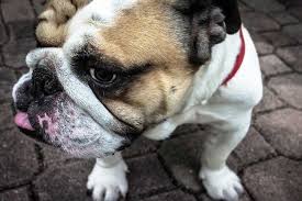 How much for a minture english bull dog. What To Look For When Buying An English Bulldog Puppy Questions