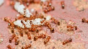 That means one meant for cars or small areas, not for whole houses. How To Get Rid Of Ants In Your Car And Stop Them Coming Back