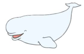 About 351 results (0.3 seconds). Beluga Whales Twinkl Wiki