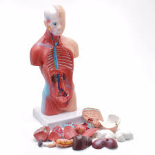 See more ideas about anatomy drawing, anatomy reference, drawing reference. Anatomical Model Human Body Torso Anatomy Model 28cm Buy Body Torso Human Body Torso Anatomical Model Human Body Torso Anatomy Model Product On Alibaba Com
