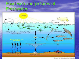 Aquatic food webs are supported by some combination of autochthonous (internal) and allochthonous (external) sources of primary production. Freshwater By Lauren Mullis This Is A Map Of Freshwater Ppt Download