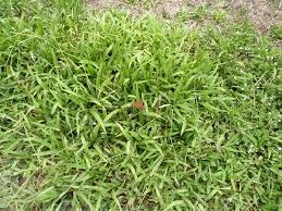 Image result for Paspalum conjugatum