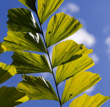 Image result for Caryota