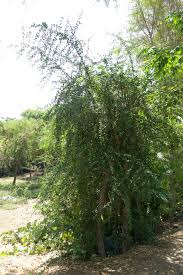 Image result for Balanites aegyptiaca