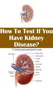 Renal Diet Meals Polycystic Kidney Disease What Causes Kidney Disease Kidney Disease Symptoms