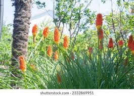 Image result for Kniphofia linearifolia