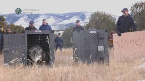 No new wolf releases planned for this season, CPW says