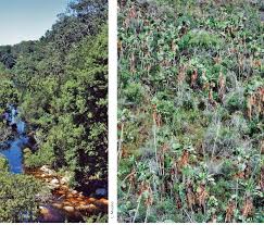 Image result for Trichoneura schlechteri