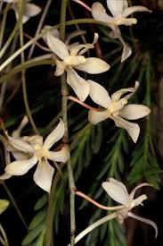 Image result for Aerangis appendiculata